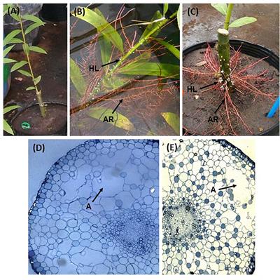 Floodwater Depth Causes Different Physiological Responses During Post-flooding in Willows